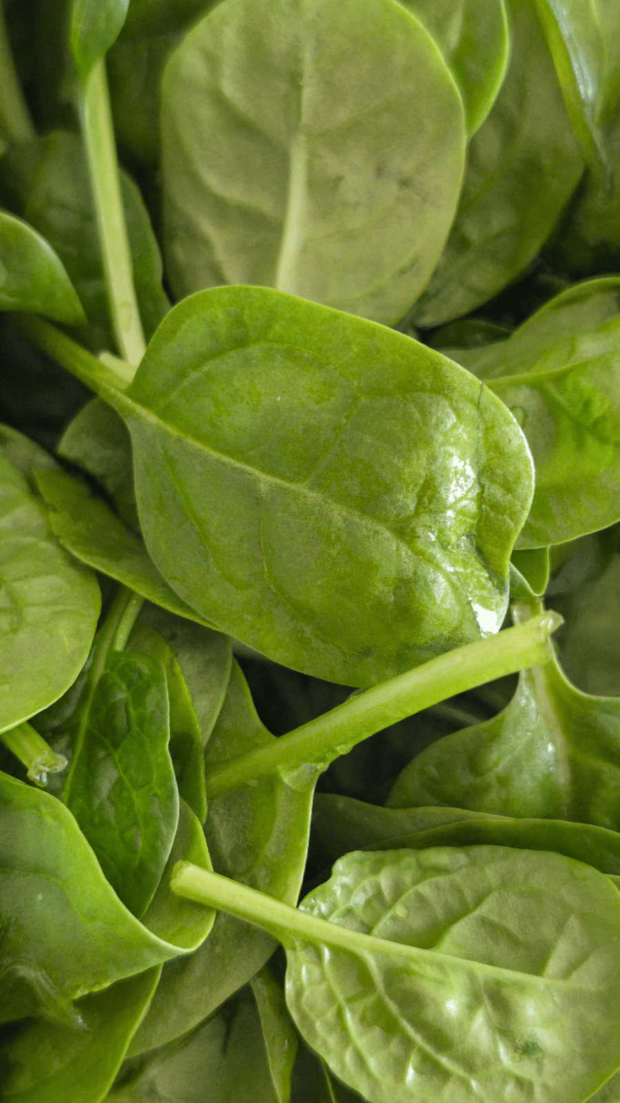 Leaves with their twigs showing the veins and veinlets