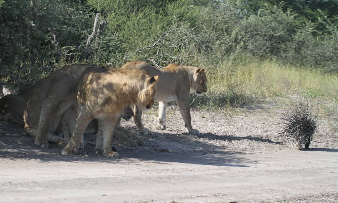 Lions-Por.4