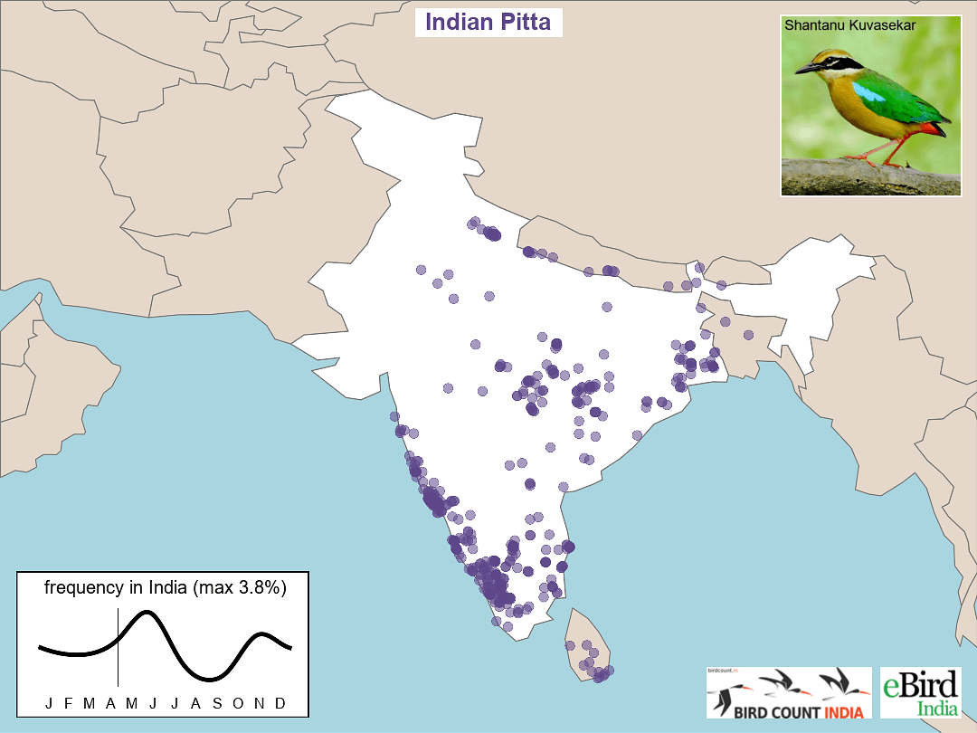 Indian Pitta Migration Patterns represented on a map