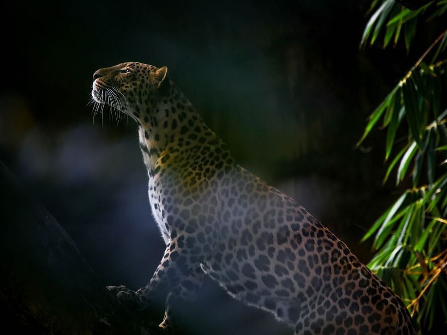 A majestic leopard emerging from the shadows, surrounded by lush green foliage, captured in a stunning wildlife shot.