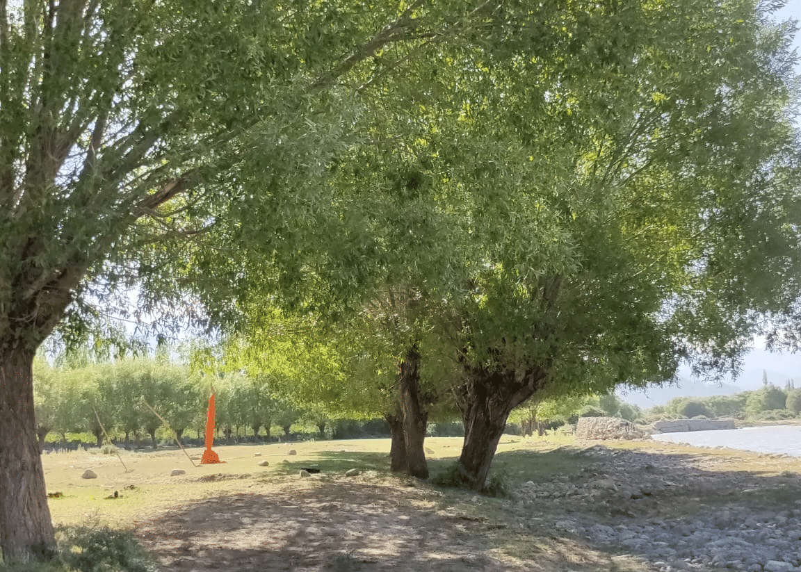 Mature willow trees providing a canopy over a grassy garden area at Indus Serenity Retreat.