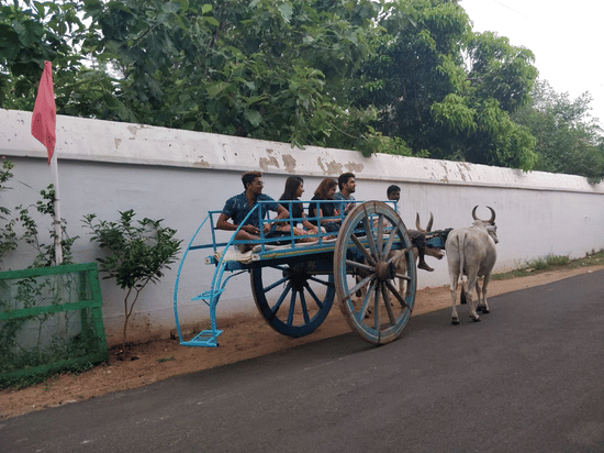 A group of people travelling on a bullock cart, one of the many things to do in Chettinad at Chidambara Vilas, near the road with shrubs near a wall and trees behind it.