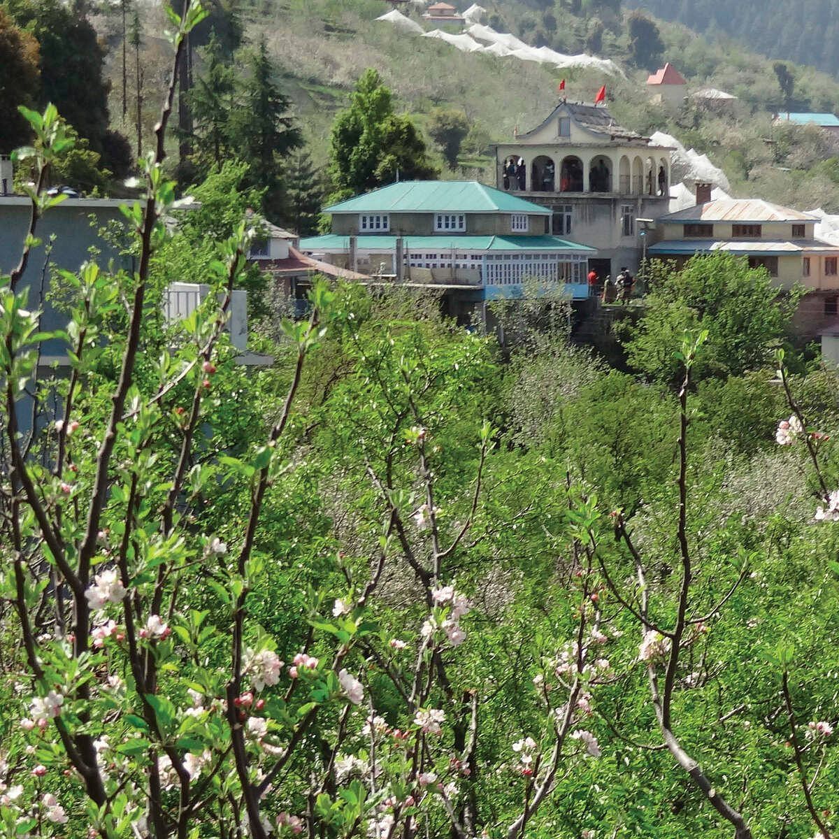 Flowers and plants with a scenic view in the background