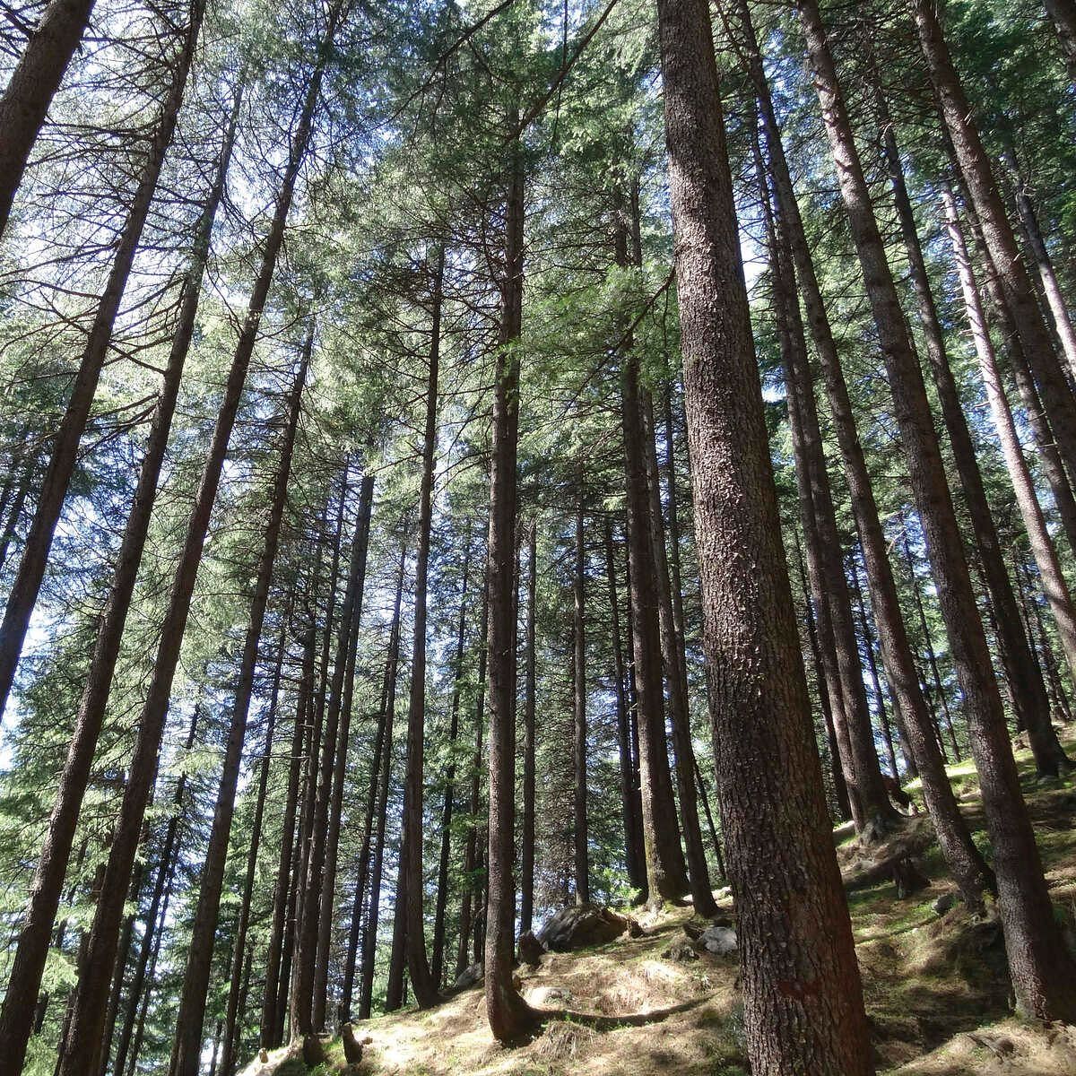 A forest with tall Deodar trees viewed from the ground.