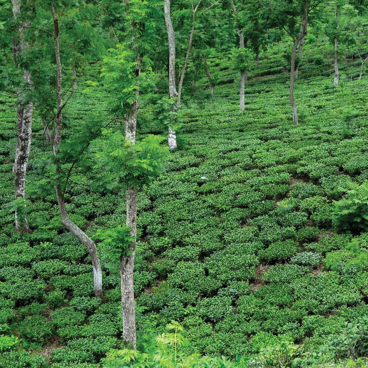 Tea plantation valley