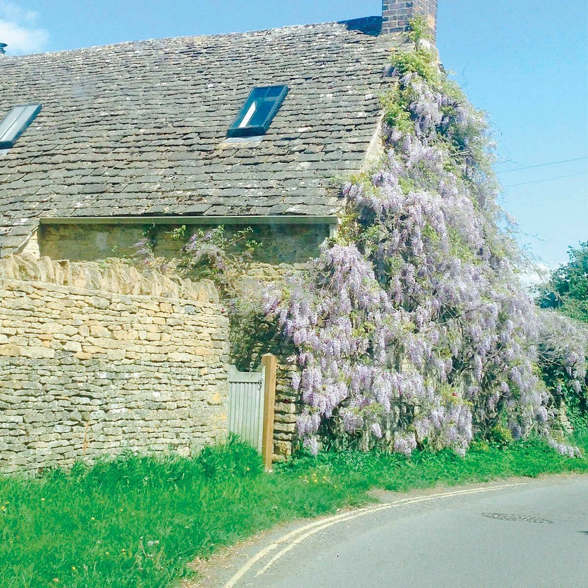 A cottage with purple flowering tree and a road.