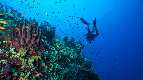 a person doing scuba diving, one of the best things to do in Havelock