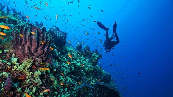 a person doing scuba diving, one of the best things to do in Havelock