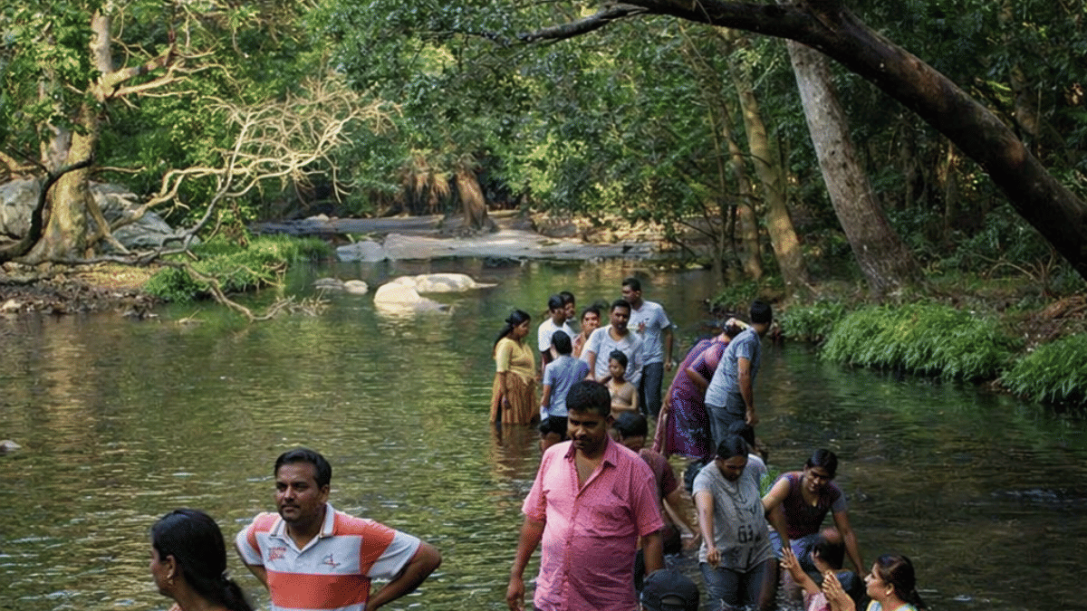 People wading through a shallow forest stream surrounded by dense greenery.