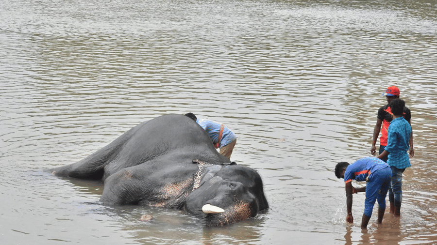 dubare-elephant-bathing