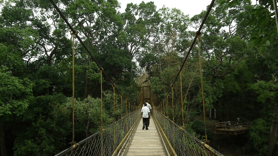 nisargadhama-hanging-bridge