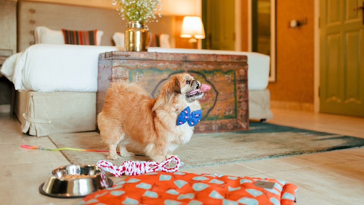 A pet-friendly room at Karma Chalets showing a dog near a bed with bowls and toys on the floor.