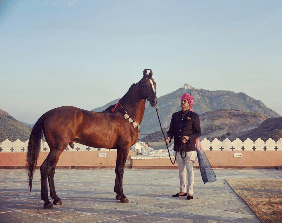 Dark brown Marwari horse, equestrian spirit of Fateh Collection
