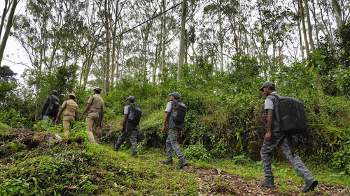 Group of people trekking through a dense forest with tall trees.
