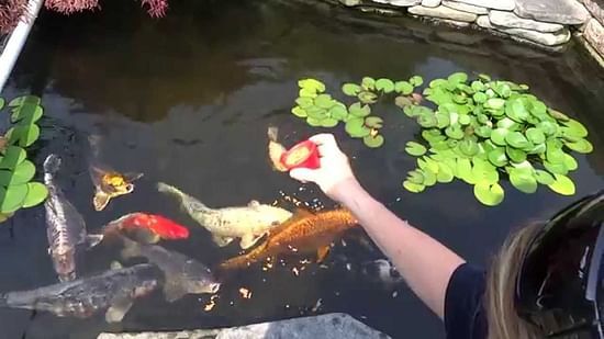 A person feeding colourful koi fish in a pond, enjoying the interaction with the fish and water plants - Black Thunder, Coimbatore