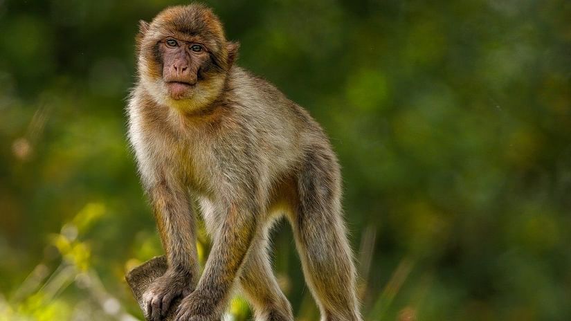 an image of an monkey standing on a branch of tress in sanctuary 