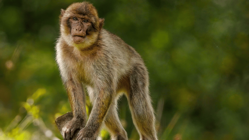 A monkey standing on a branch of tree in Topchanchi Wildlifesanctuary 