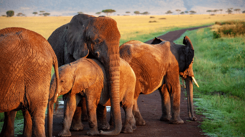 A group of elephants standing on grassland, with adults and calves facing away from the camera.