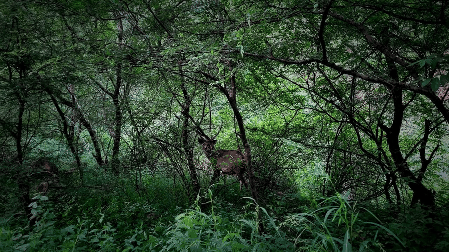 A graceful deer pauses in the lush forest of Ranthambore, sunlight filtering through trees, blending with the wild surroundings.
