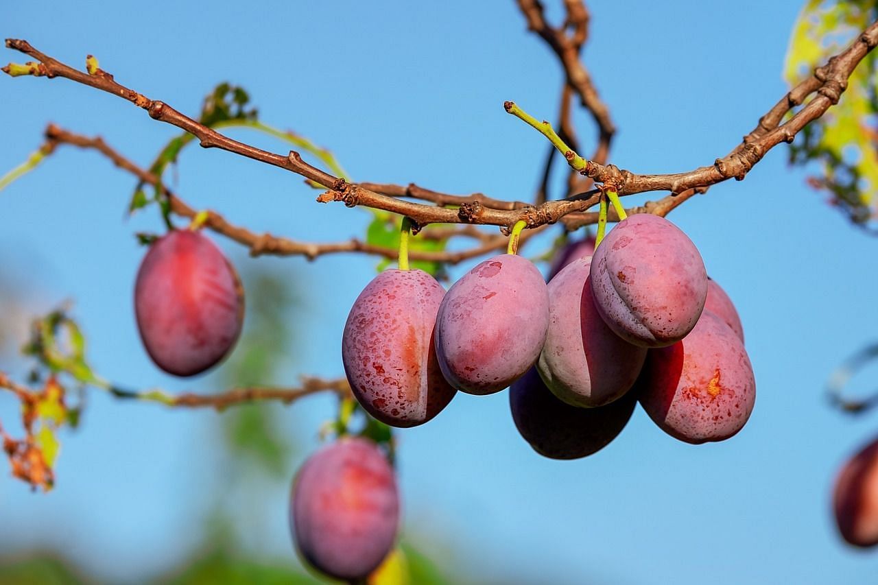 plums-3560078 1280