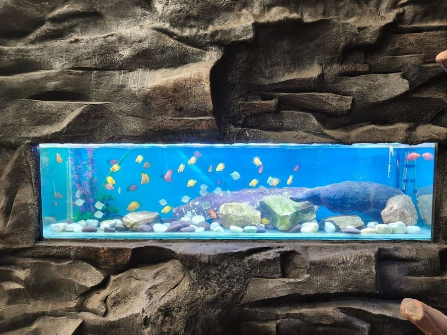 Long aquarium tank with various fish and rocks at Bird Park - EsselWorld.