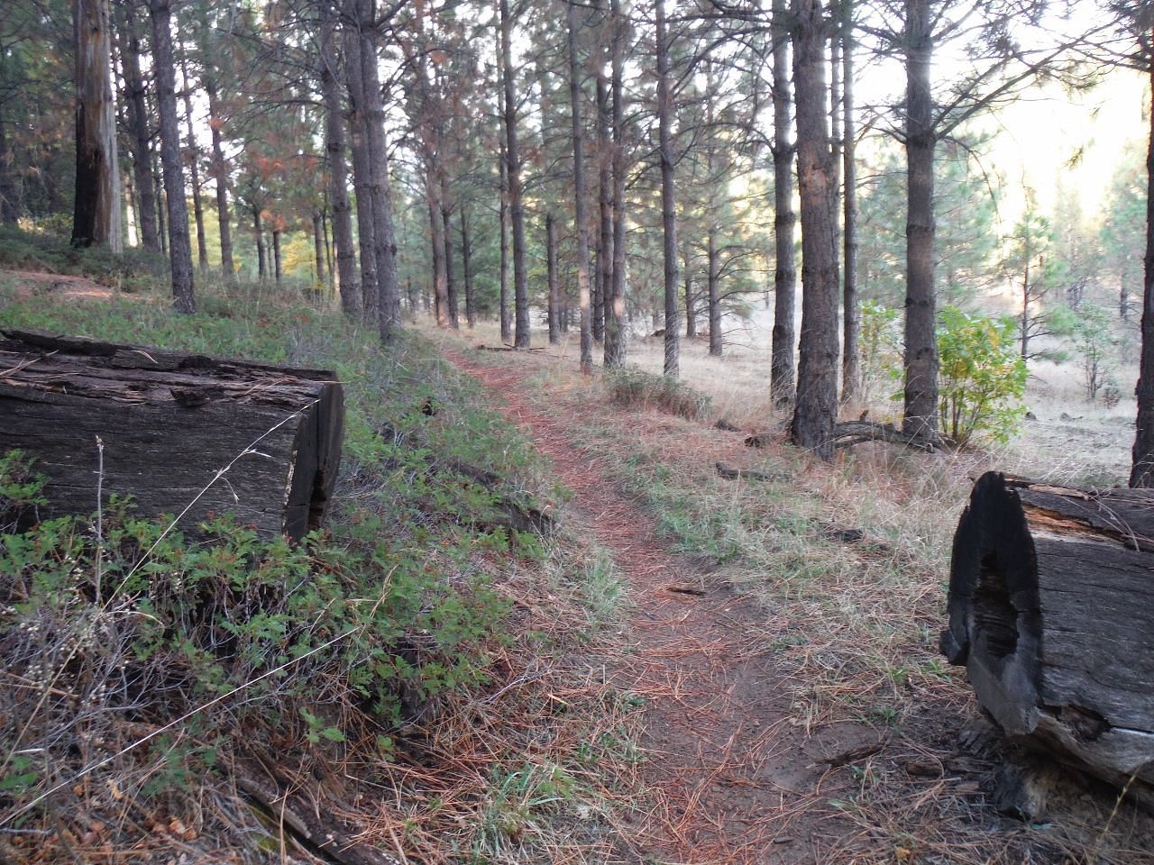 view of Little Golden Forest Trail Head, featuring a misty atmosphere and a scenic pathway surrounded by towering trees and lush greenery