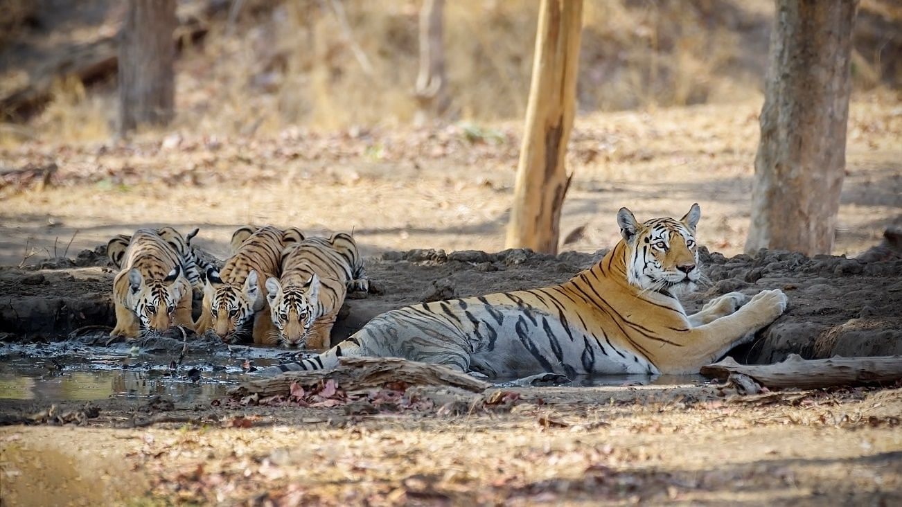 An image of four tigers in a arid jungle where three tigers are drinking water