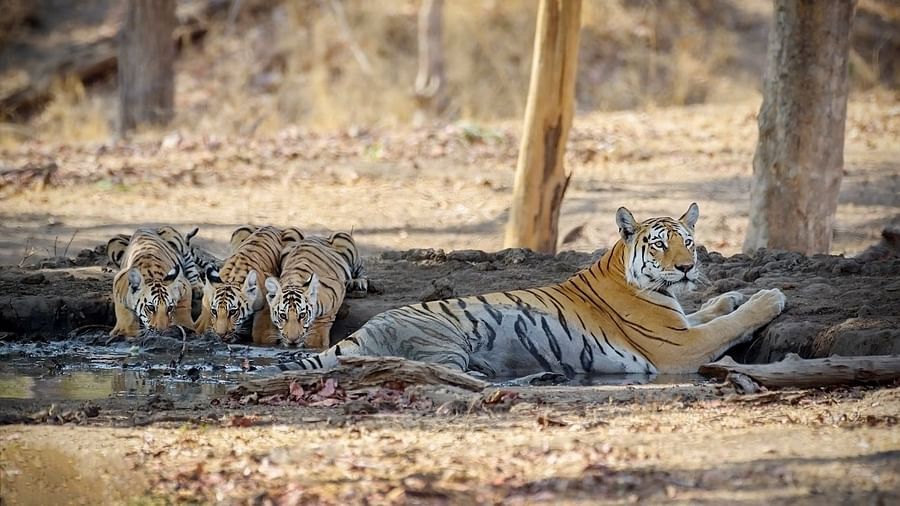 An image of four tigers in a arid jungle where three tigers are drinking water