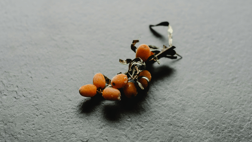 A sparse twig with small orange berries lies on a textured gray background.