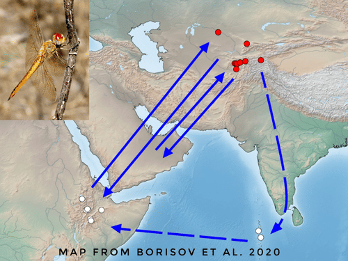 Image of Wandering Glider Migration Map