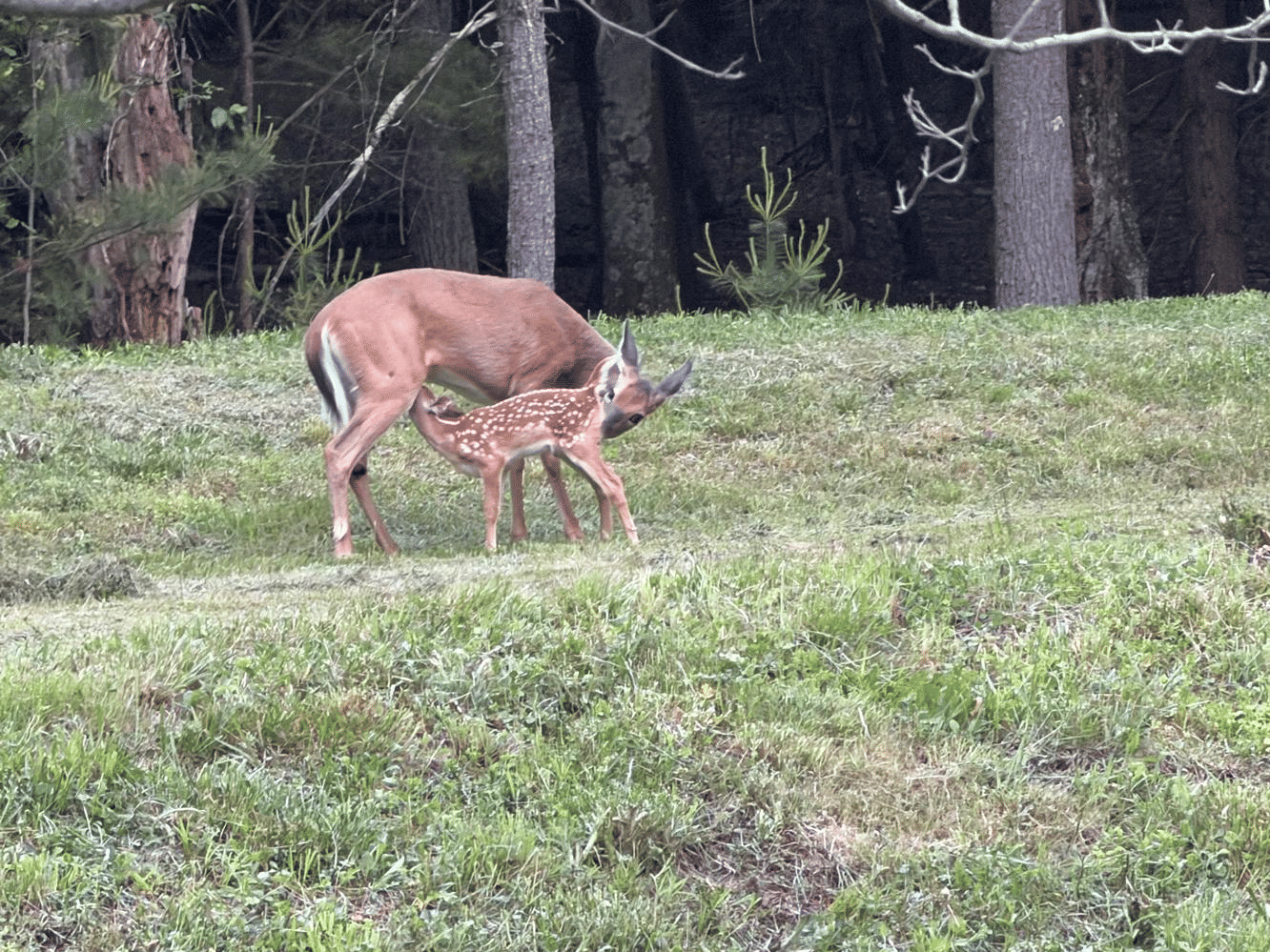 A doe and her fawn grazing on the open grounds at YO1 Longevity & Health Resorts, Catskills