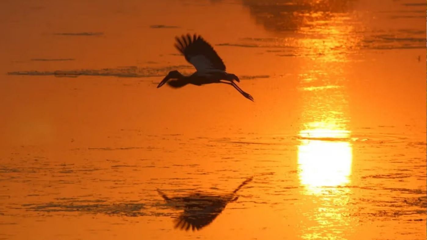 A bird flying flow over the surface of a water body reflecting a bright orange sunset - Ivory Destinations