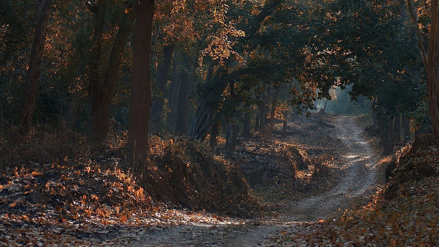 A pathway going through a dense forest with a lot of dried leaves scattered around and a tiny beam of sun ray coming through the canopy of the trees.