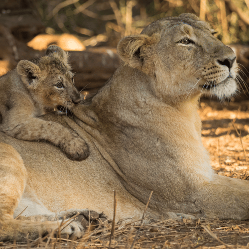 Cub Snuggling a Lion