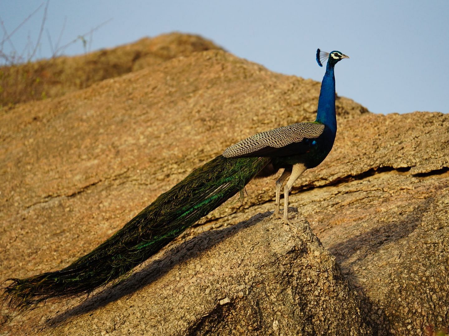 A peacock standing on a rock near some plants