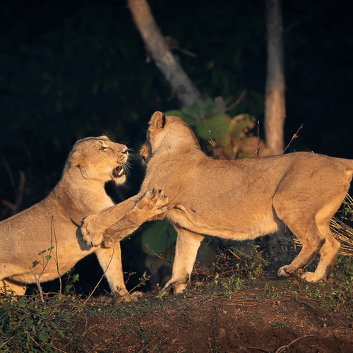 A Pair of Lion Play Fighting