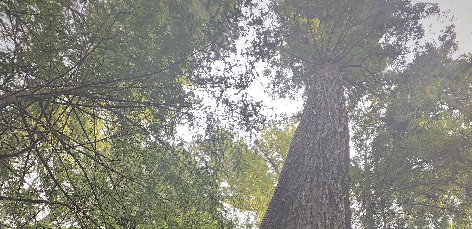 Upward view of a towering redwood tree, highlighting its massive trunk and dense canopy