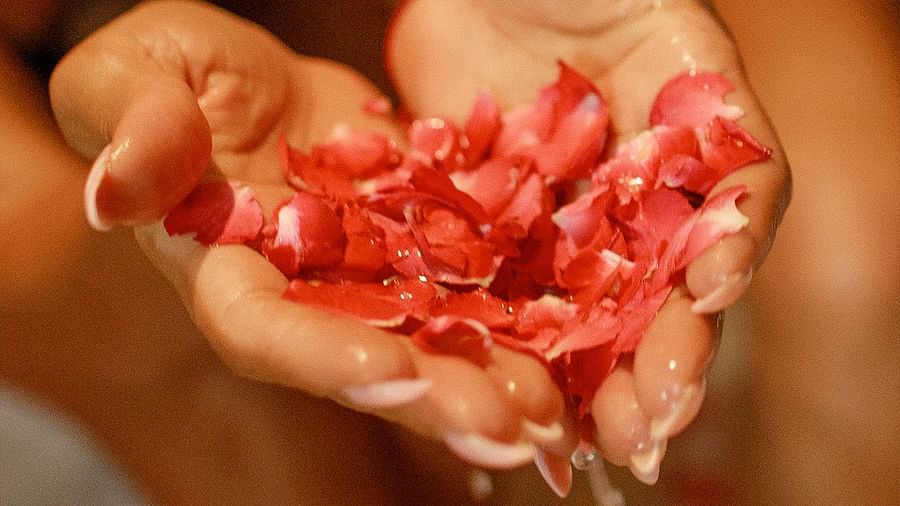 Close-up of hands holding wet red rose petals - Maikhao Dream Villa Resort & Spa, Phuket