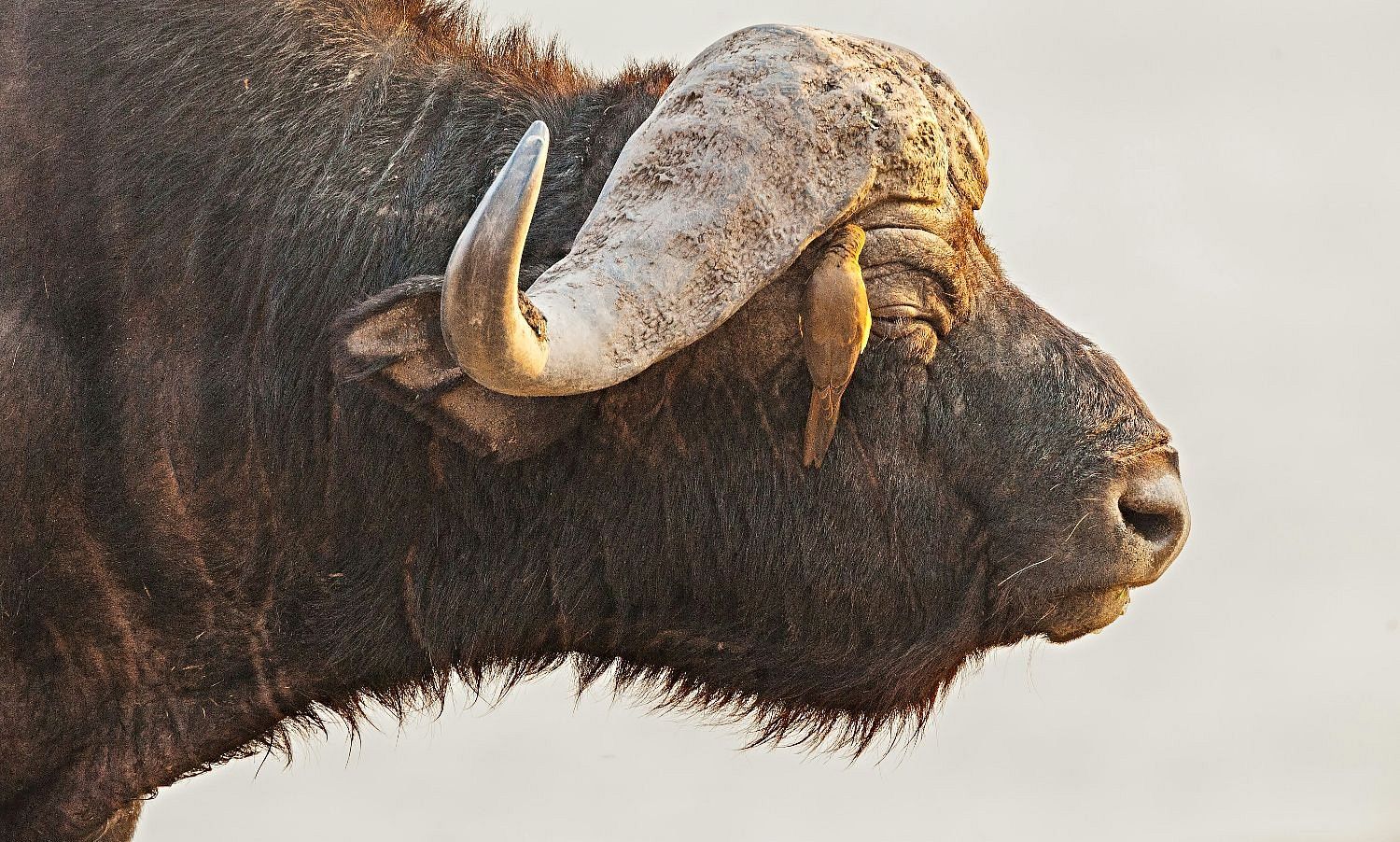 BUFFALO WITH OX PECKER