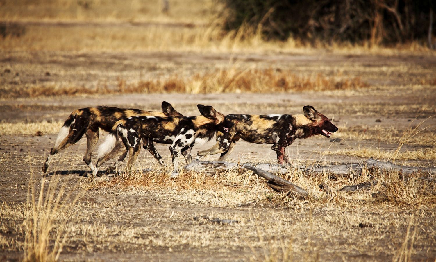 WILD DOG 7