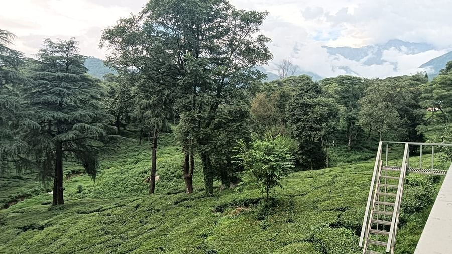 Hotel in Palampur