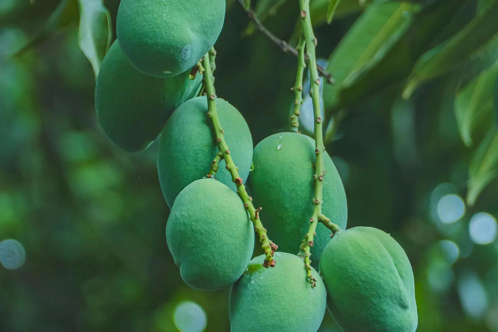 A view of green mangoes hanging on the branch surrounded by foliage on the side.