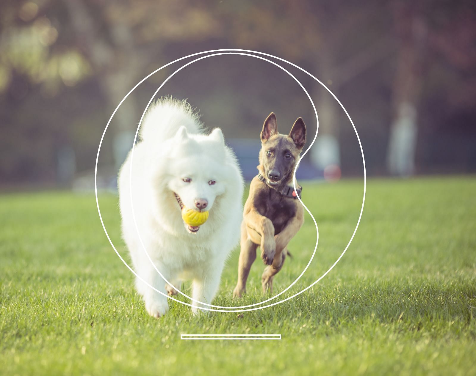 Two playful dogs running around on a green garden.