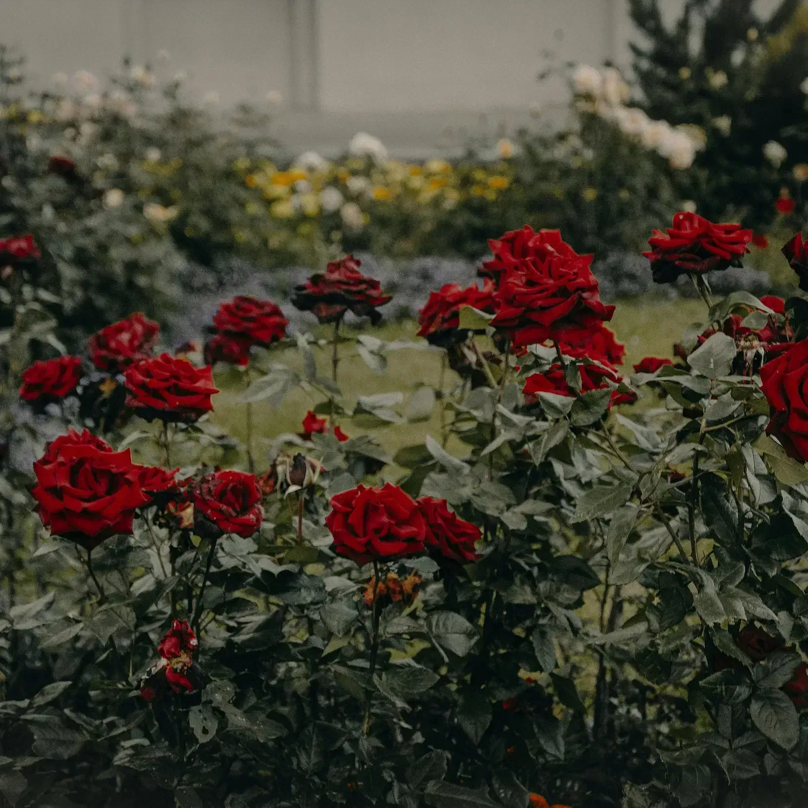 A garden with several dark red roses in bloom against a backdrop of green foliage.