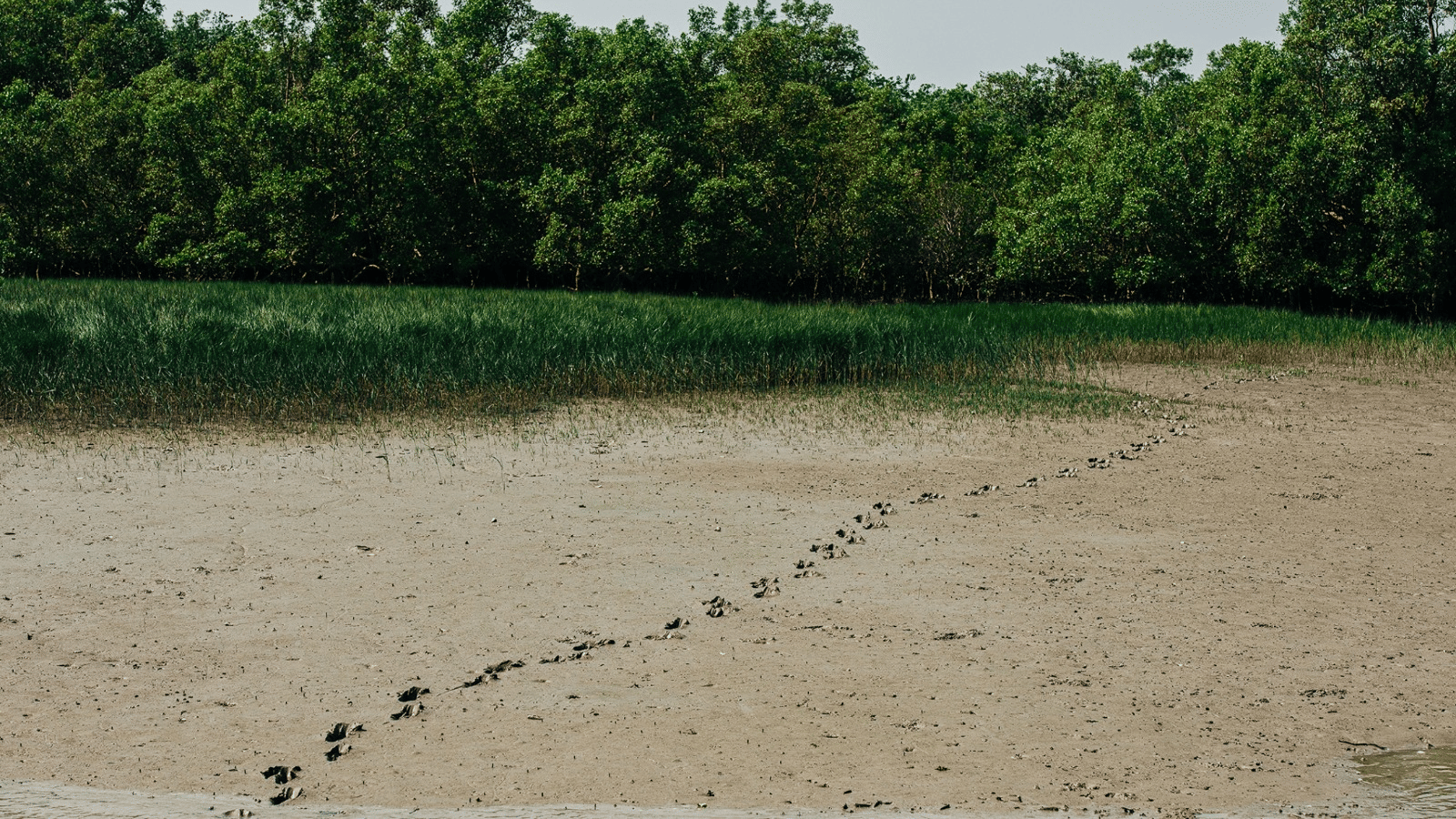 A trail of tiger paws on a land near water body and trees nearby.