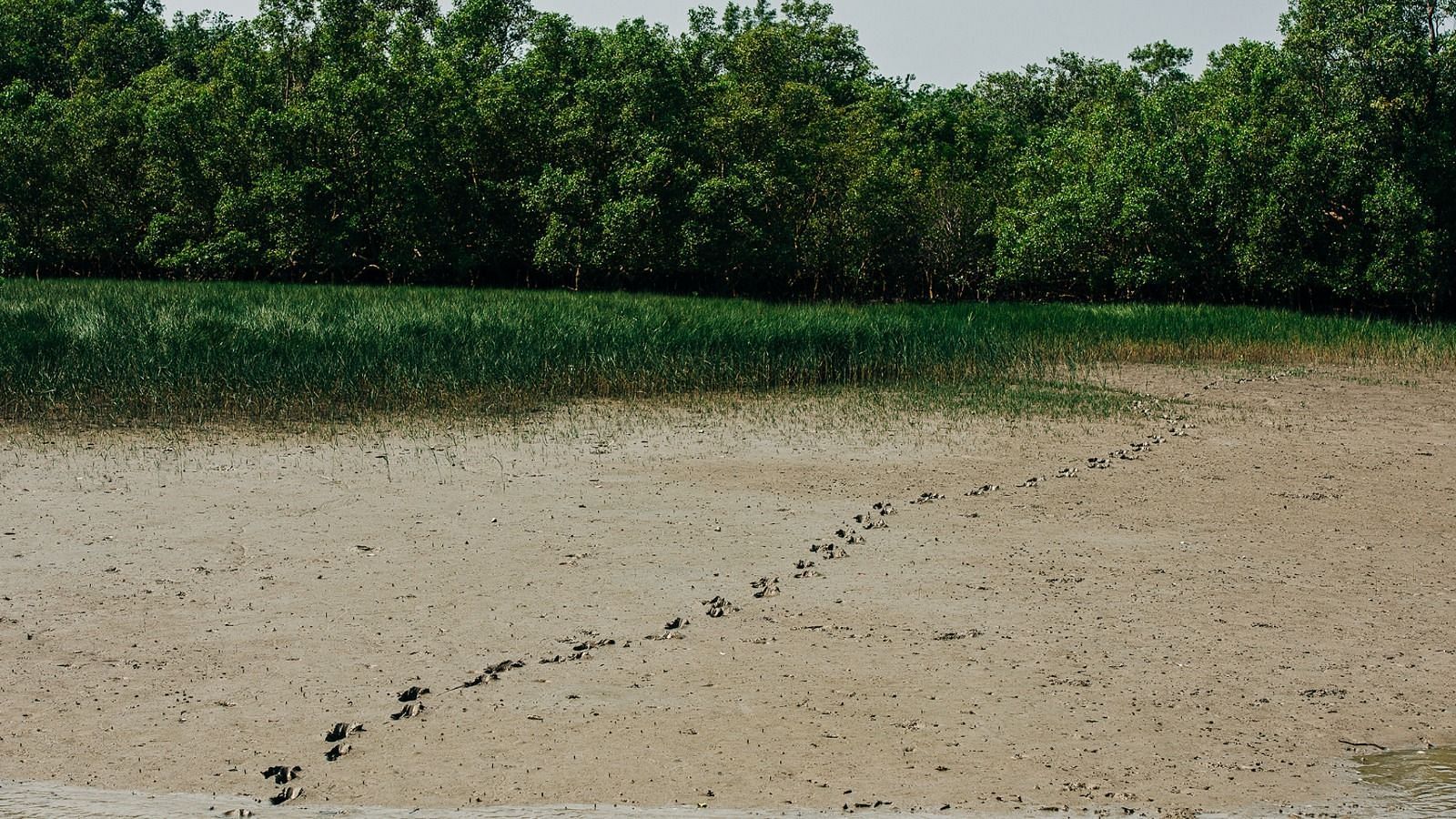 Tiger claw marks