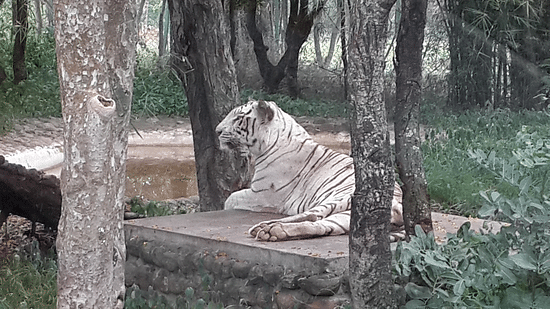 Bannerghatta National Park