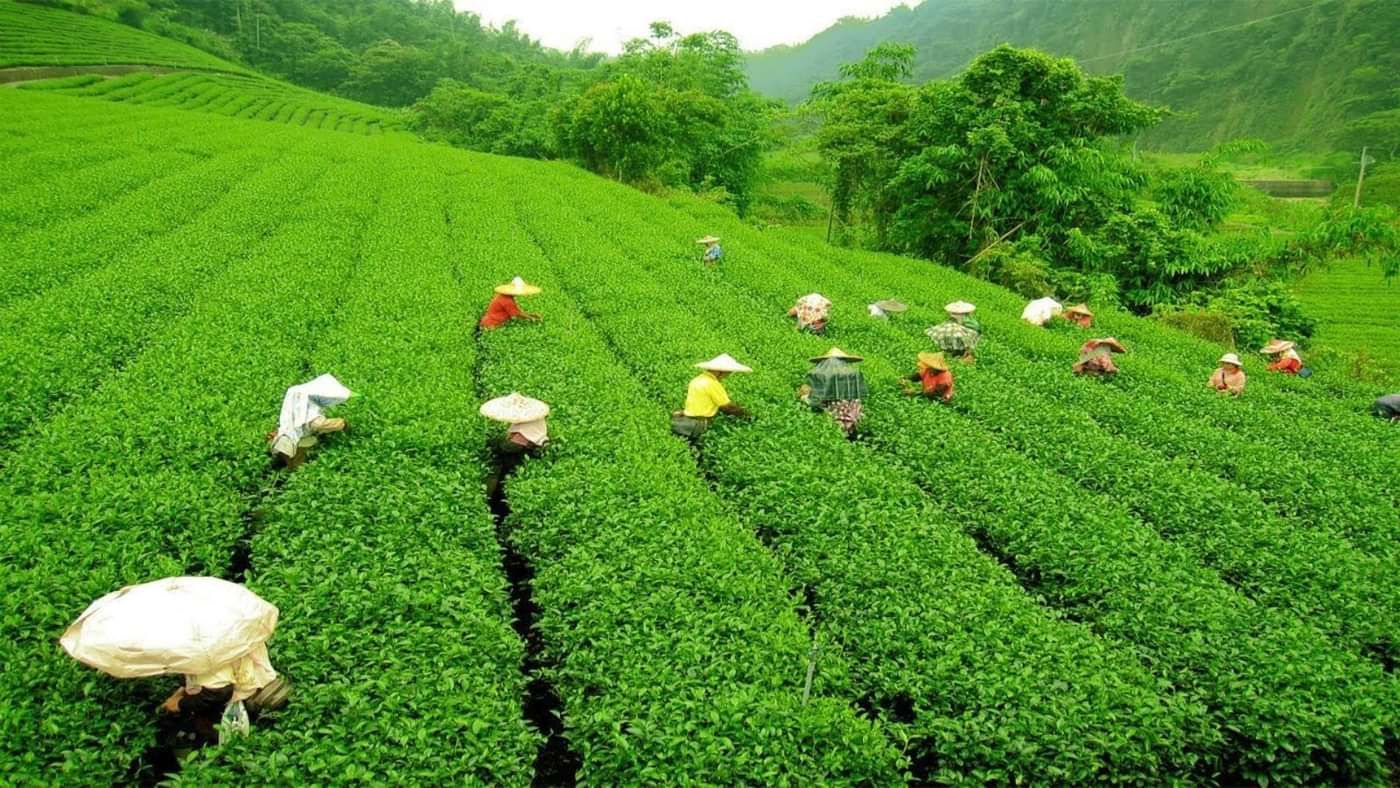 Workers harvesting tea leaves in vibrant green tea plantations under a cloudy sky.
