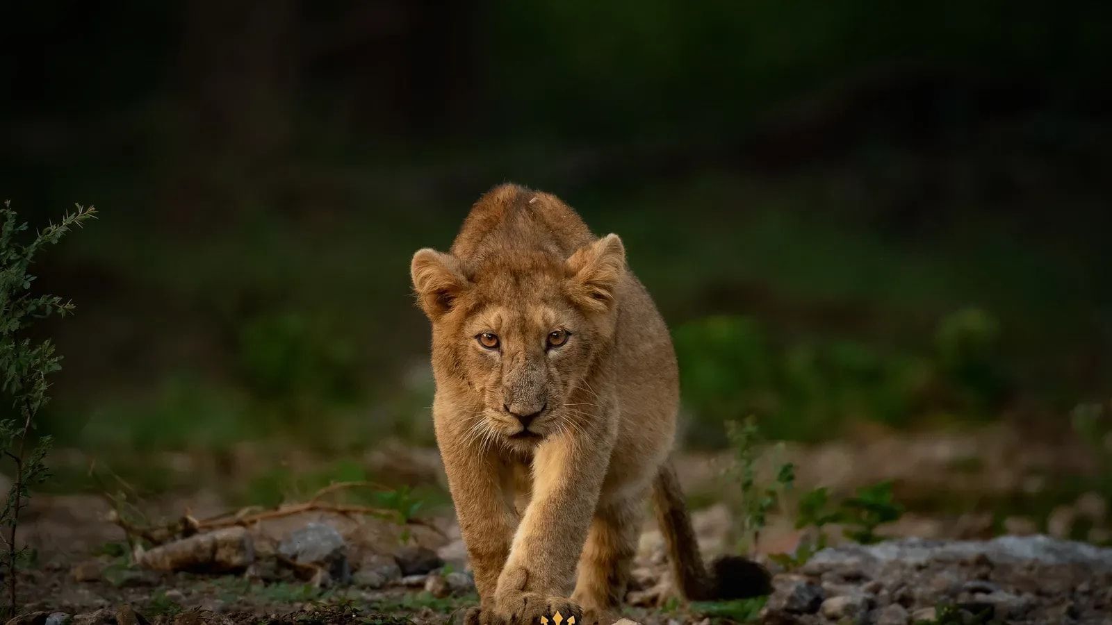 Young lion walking through the forest.