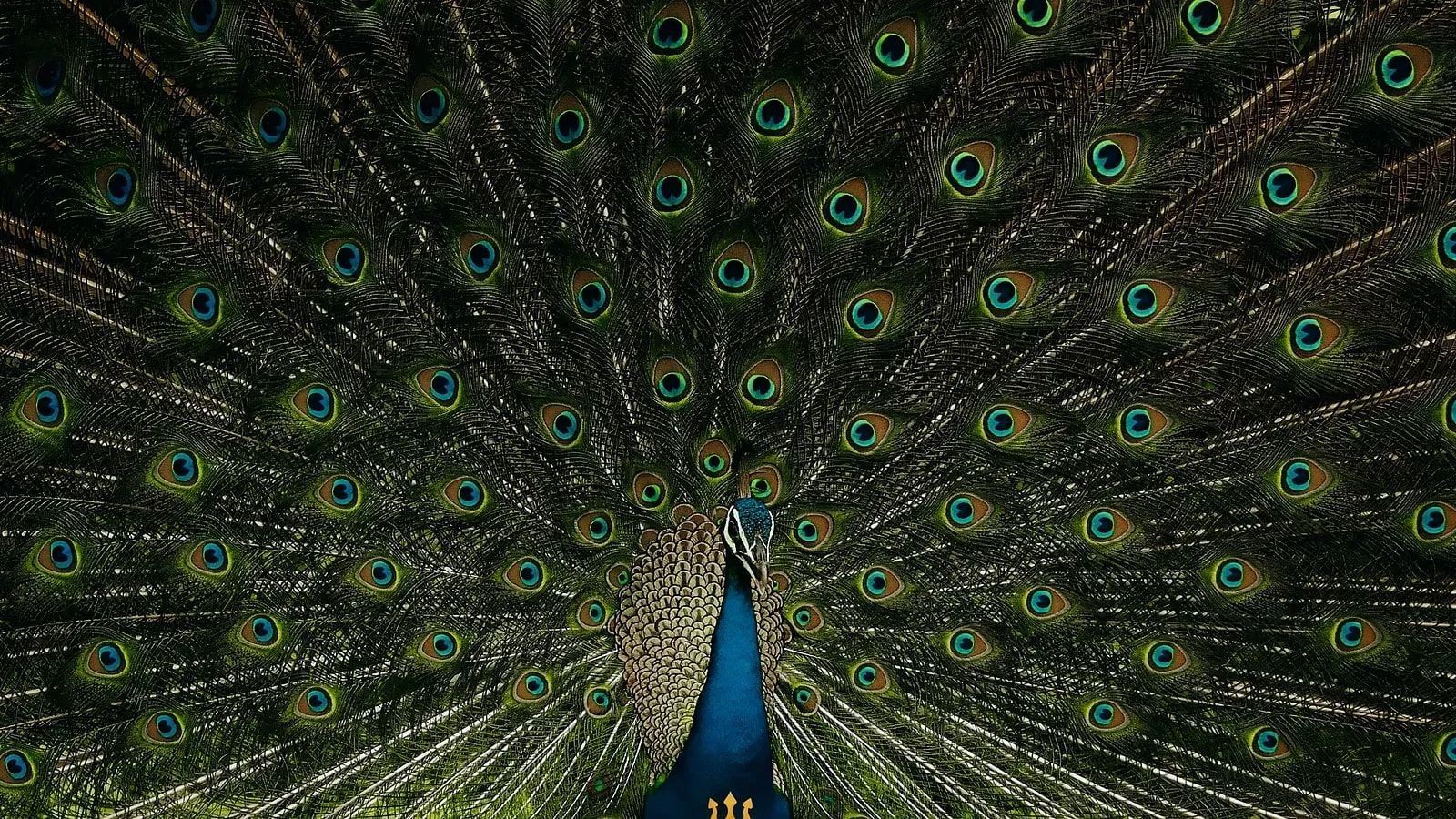 Close-up of a peacock with its feathers fully fanned out in vibrant green and blue hues.